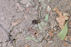 Opilioninae