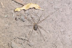 Opilioninae