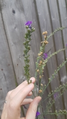 Linaria purpurea