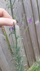 Linaria purpurea