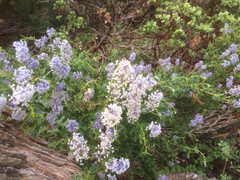 Ceanothus parvifolius