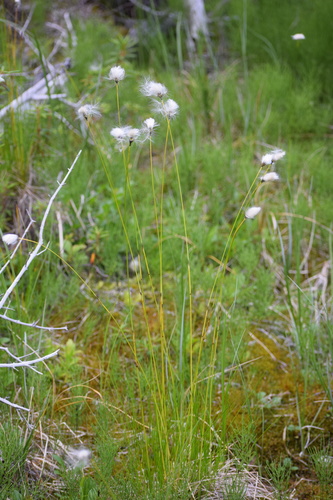 Image of Short-Anther Cottongrass (Eriophorum brachyantherum) by (c) Syd Cannings, some rights reserved (CC BY)