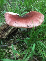 Russula turci