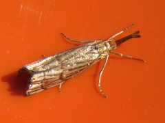 Chrysocrambus linetella
