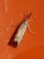 Chrysocrambus linetella