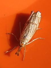 Chrysocrambus linetella