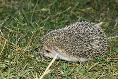 Hemiechinus auritus