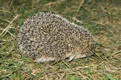 Hemiechinus auritus