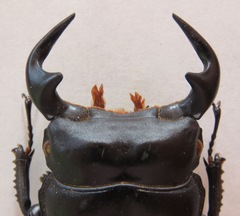 Dorcus antaeus miyashitai