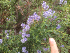 Ceanothus parvifolius
