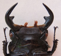 Dorcus antaeus miyashitai