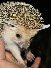 Hemiechinus auritus