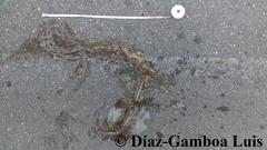 Pseudelaphe phaescens