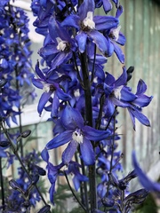 Delphinium cultorum