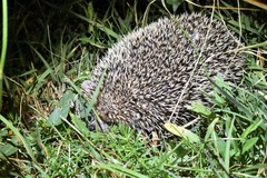 Hemiechinus auritus