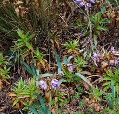 Gentianella foliosa