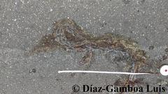 Pseudelaphe phaescens