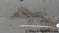 Pseudelaphe phaescens