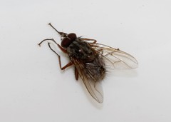 Phaonia mediterranea