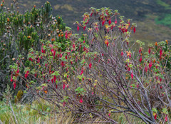 Ribes hirtum