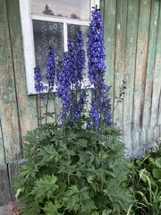 Delphinium cultorum