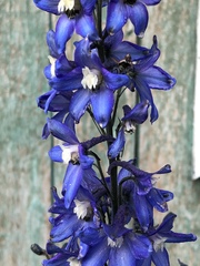 Delphinium cultorum