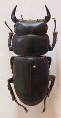 Dorcus antaeus miyashitai
