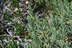 Linochilus rupestris