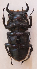 Dorcus antaeus miyashitai