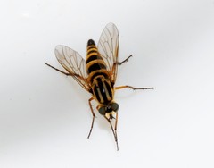 Thereva aurata
