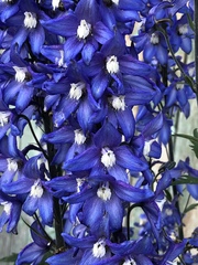 Delphinium cultorum