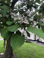 Catalpa bignonioides