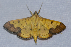 Meroctena tullalis