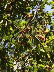 Prunus avium
