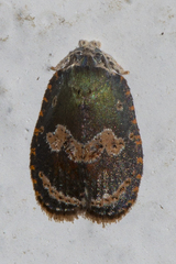 Cnesteboda celligera