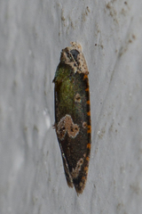 Cnesteboda celligera