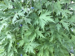 Delphinium cultorum