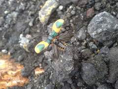 Monocesta ducalis