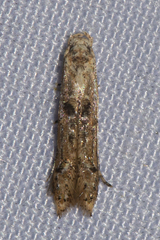 Elachistidae