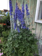 Delphinium cultorum