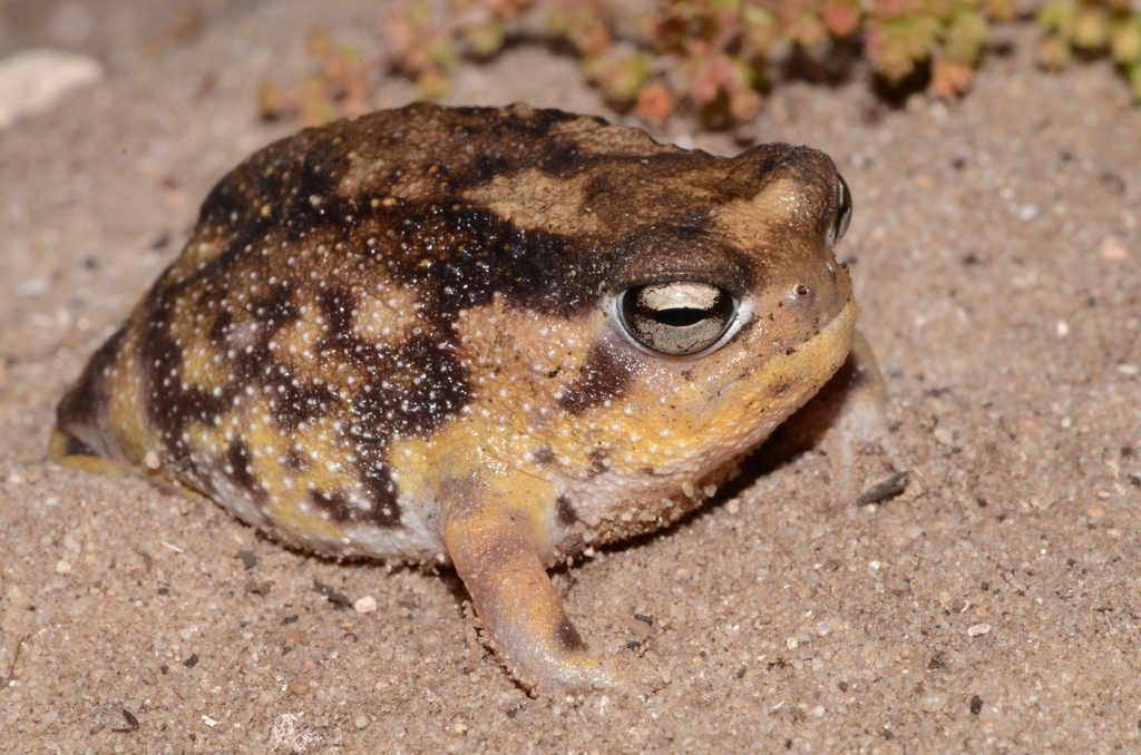 Namaqua Rain Frog