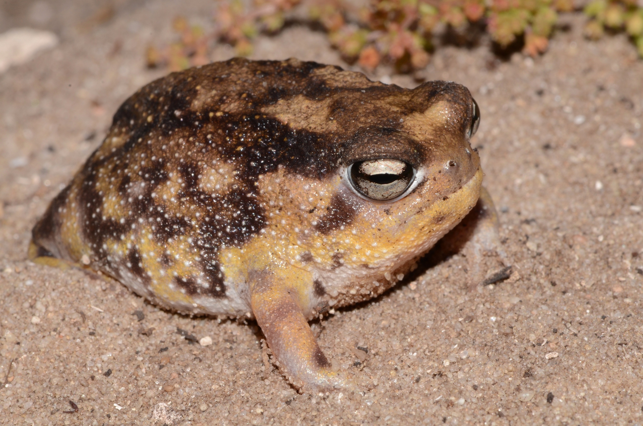 Photos of Namaqua Rain Frog (Breviceps namaquensis) · iNaturalist