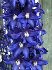 Delphinium cultorum