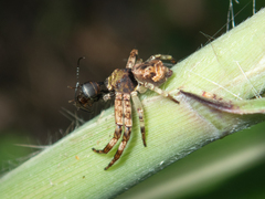 Strigoplus guizhouensis