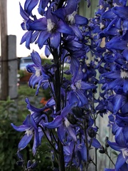 Delphinium cultorum