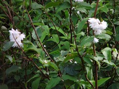Deutzia scabra