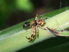 Strigoplus guizhouensis