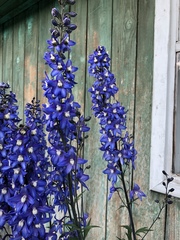 Delphinium cultorum