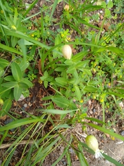 Silene vulgaris
