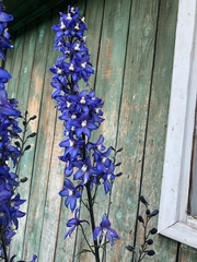 Delphinium cultorum